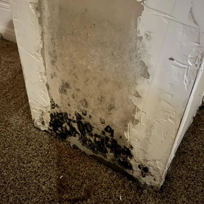 Professional Mold Removal in Anderson County, KY